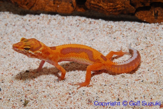 LeopardGeckoTangerineTremperAlbinoStripeJuvnile02-01.JPG
