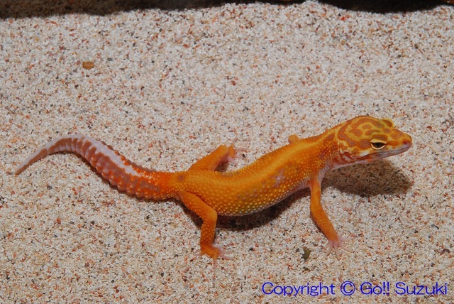 LeopardGeckoTangerineBellAlbinoStripeYoung02-01.JPG
