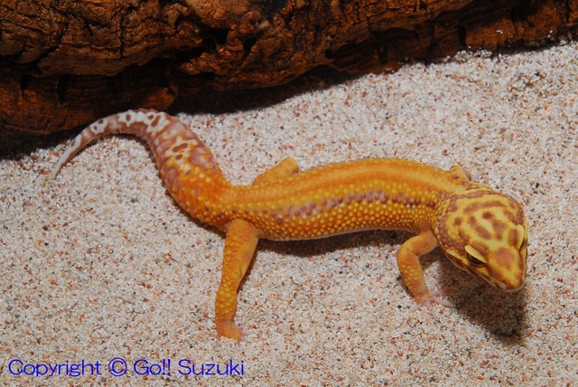 LeopardGeckoRainwaterAlbinoRedStripeMale02-02.JPG