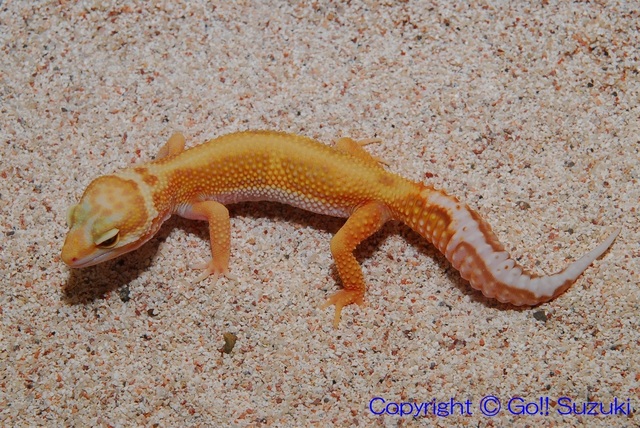 LeopardGeckoRainingRedStripeYoung01-01.JPG