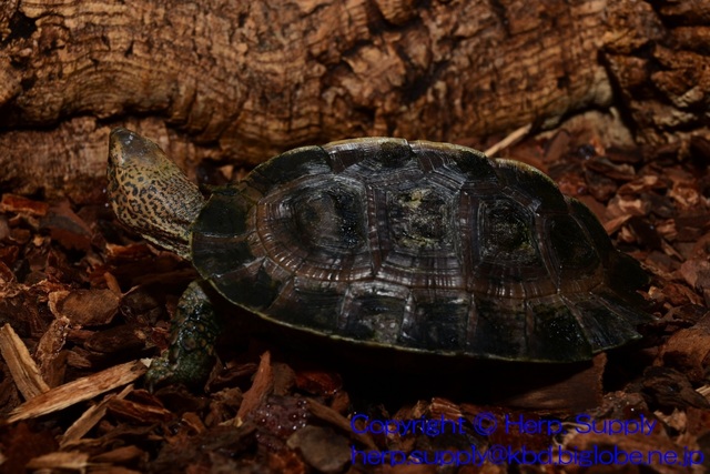 GiantAsianPondJuvnile01-03.JPG