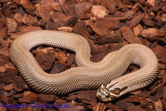 WesternHognoseSuperCondaFemale01-01.JPG