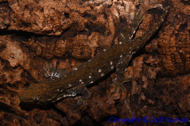 NewCaledoniaGiantGeckoMountKoghisJuvnile02-02.JPG