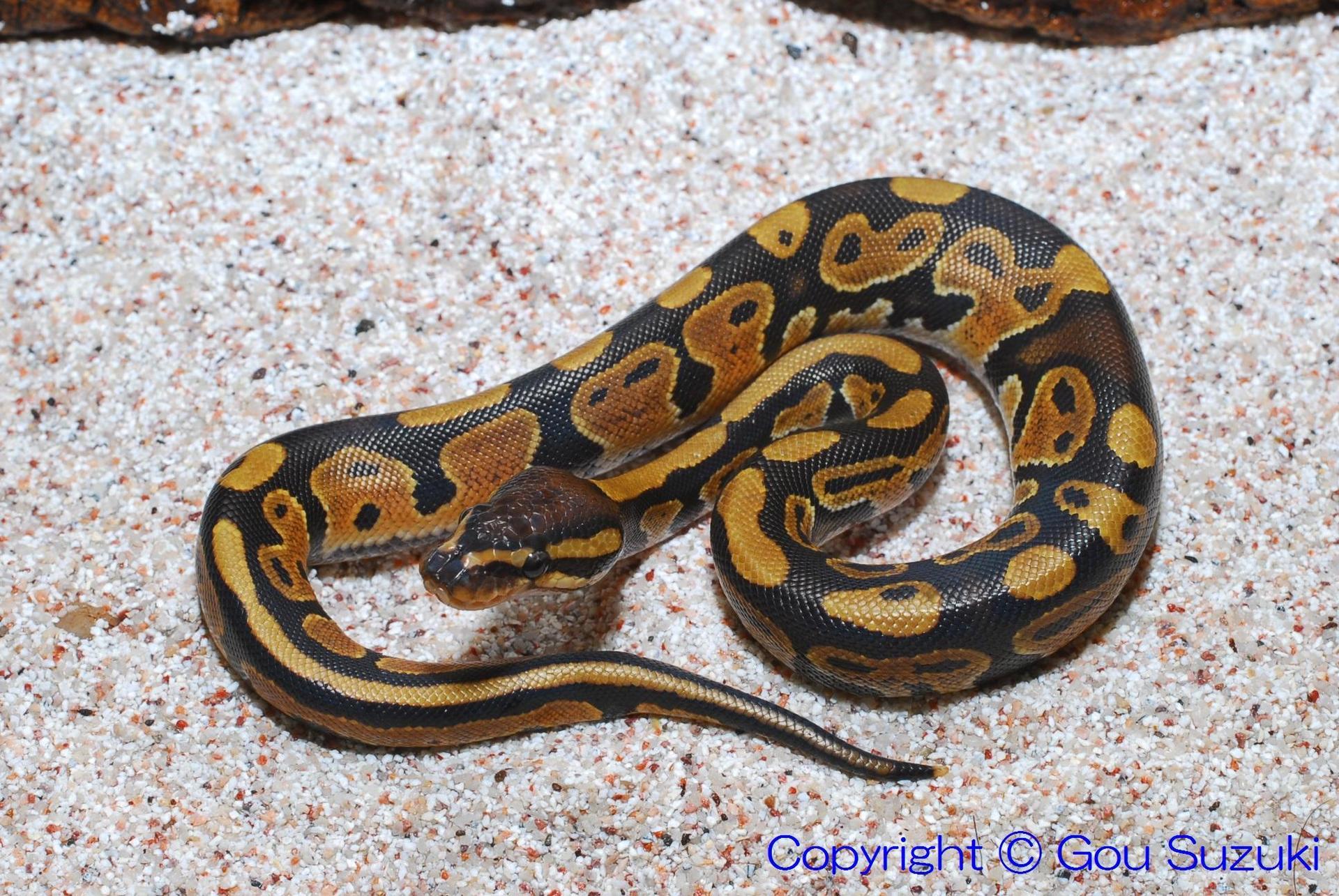 パーフェクト　ボールパイソン　PERFECT BALL PYTHON パーフェクトボールパイソン PERFECT BALL PYTHON 爬虫類 本