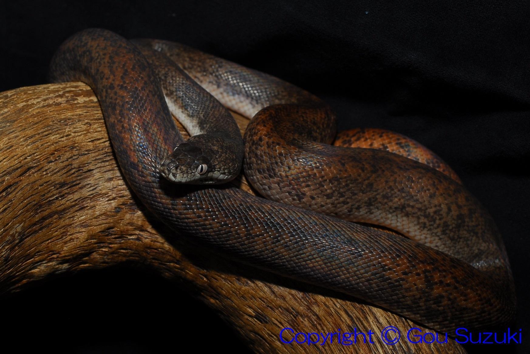 ｻﾌﾞﾊﾟｲｿﾝ: はーぷさぷらい徒然日記