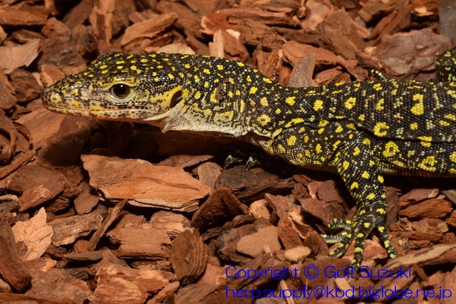 KeiKecilMonitorJuvnile01-02.JPG