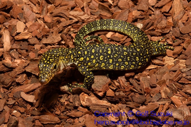 KeiKecilMonitorJuvnile01-05.JPG